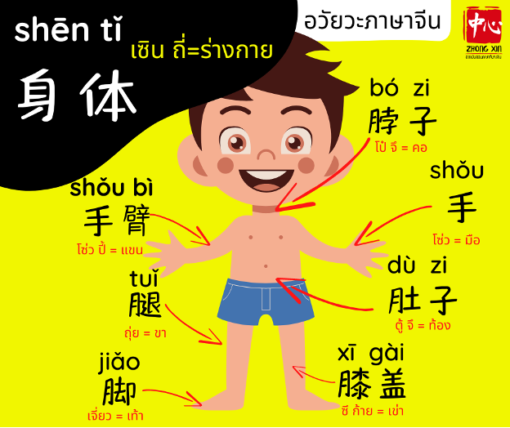 คำศัพท์ภาษาจีนเกี่ยวกับอวัยวะในร่างกาย เรียนจีนออนไลน์ Zhongxin